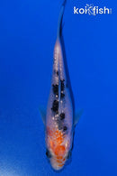 4.25" GINRIN SANKE