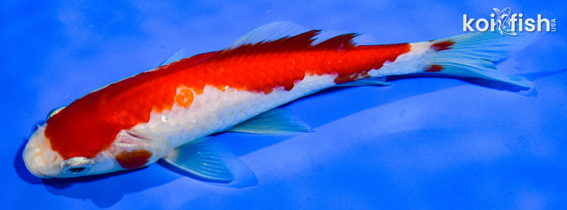 6" HIBUNA GOLDFISH