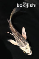 4.5" GINRIN BENI KIKOKURYU BUTTERFLY