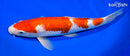 13.5" GINRIN KOHAKU