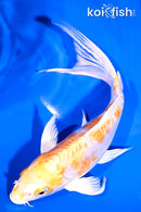 7.5" DOITSU HARIWAKE BUTTERFLY