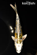 6.5" ARAGOKE KIN KIKOKURYU