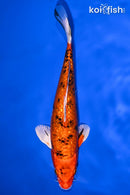 7.5" GINRIN YAMATO NISHIKI