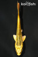 4" KIN KI MATSUBA