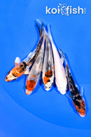 PACK OF (5) 3.75-4" STANDARD KOI