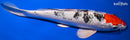 9.25" YAMATO NISHIKI