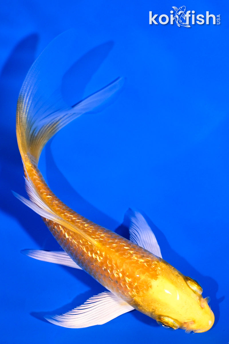 5.25" GINRIN YAMABUKI OGON BUTTERFLY