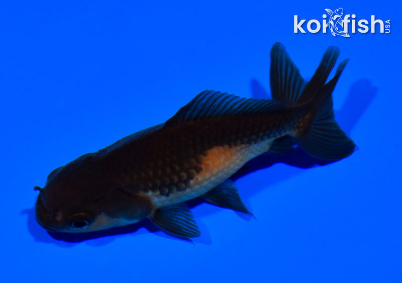 3.5" WAKIN GOLDFISH