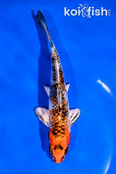 6" YAMATO NISHIKI