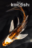 5.5" ARAGOKE BENI KIKOKURYU BUTTERFLY