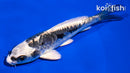 4" KIKOKURYU