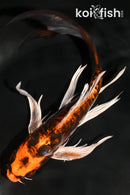 8" BENI KIKOKURYU BUTTERFLY