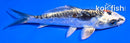 4.5" BENI KIKOKURYU