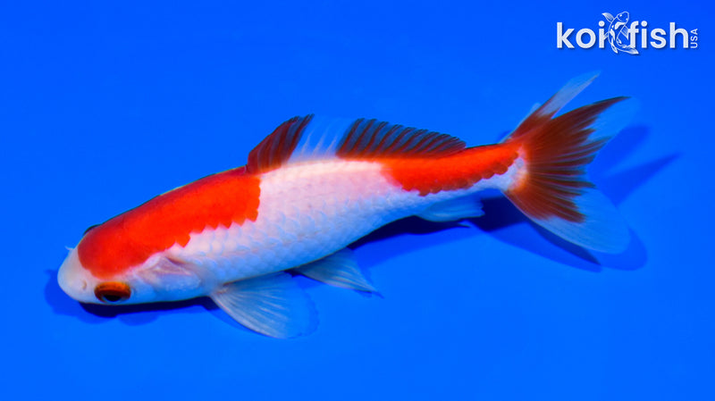 5" SARASA WAKIN GOLDFISH