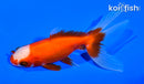 4" WATONAI GOLDFISH