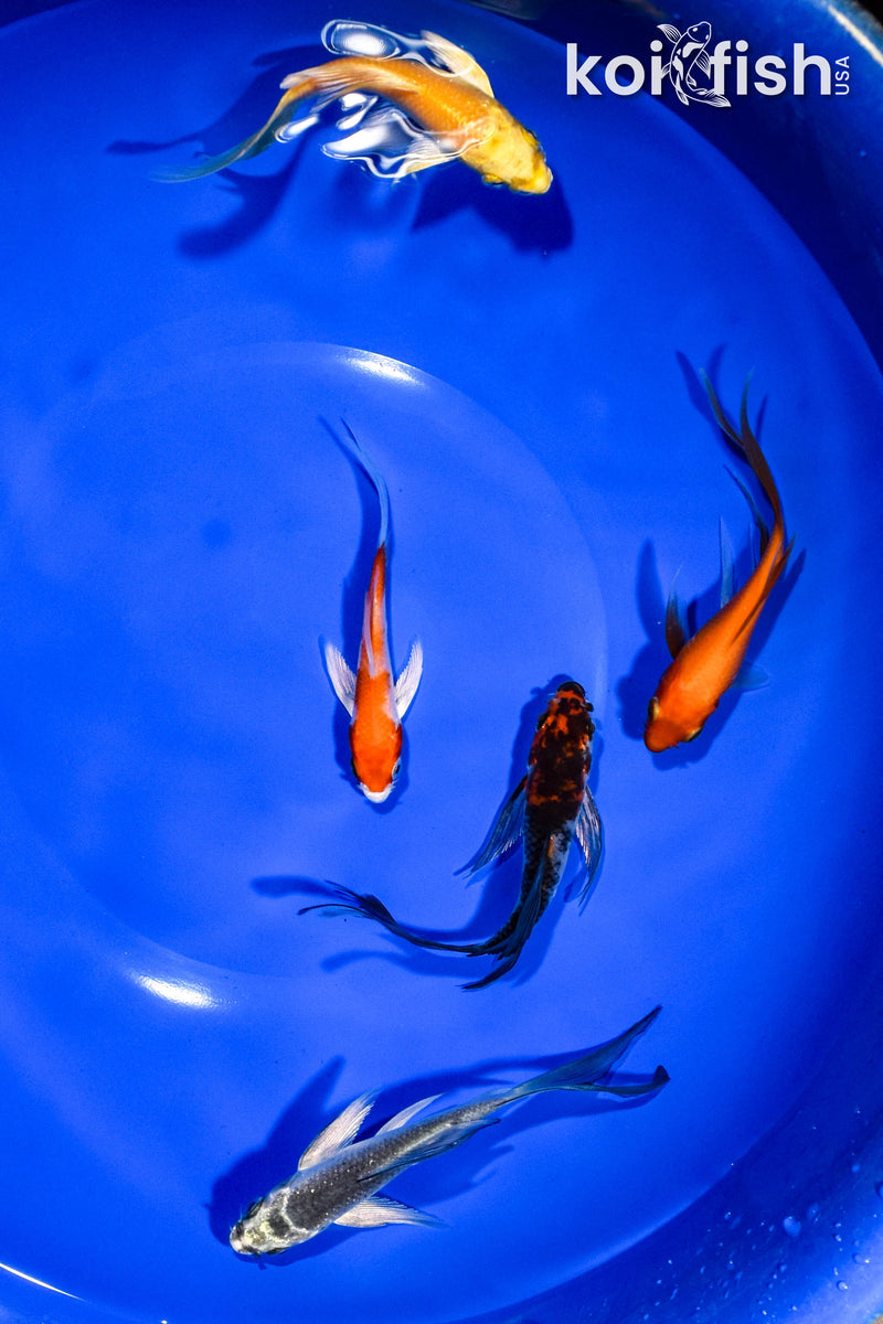 PACK OF (5) 3-4" BUTTERFLY KOI