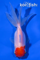 5" TANCHO ORANDA GOLDFISH