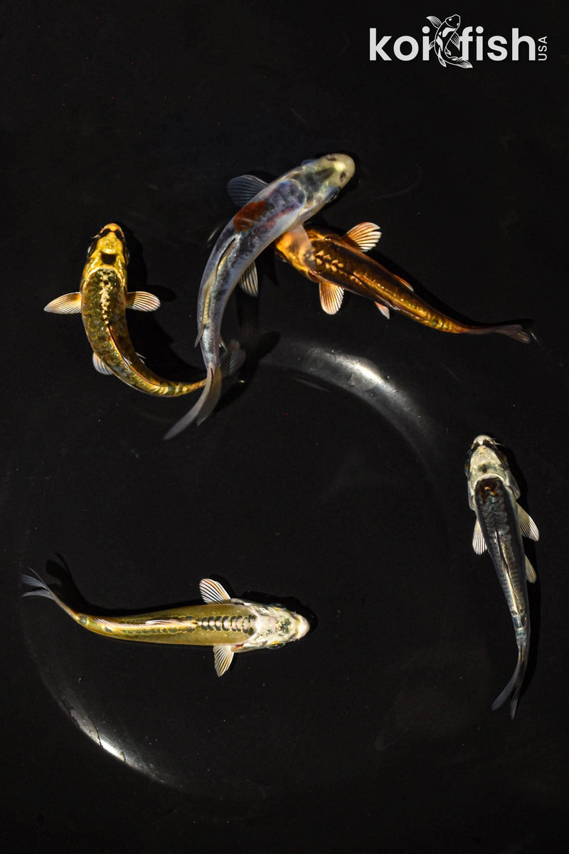 PACK OF (5) 3-4" STANDARD GHOST KOI