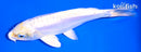 6.5" DOITSU LEMON HARIWAKE