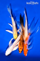 PACK OF (5) 4.5-6" BUTTERFLY KOI