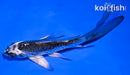 5" KIKOKURYU BUTTERFLY