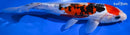 8.5"  DOITSU SANKE