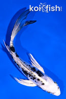 5.5" DOITSU GIN SHIRO BEKKO BUTTERFLY