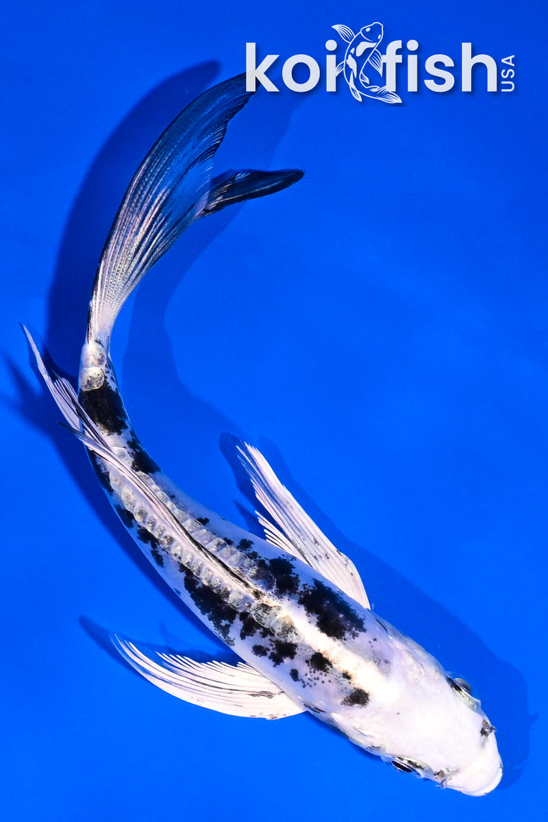 5.5" DOITSU GIN SHIRO BEKKO BUTTERFLY
