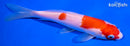 5.75" KOHAKU