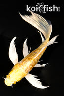 7" DOITSU YAMABUKI OGON BUTTERFLY