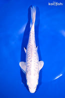 10.25" DOITSU PLATINUM OGON