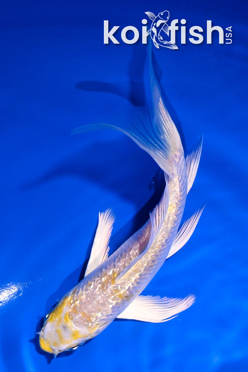 5" GINRIN LEMON HARIWAKE BUTTERFLY