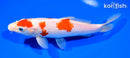 7.75" KOHAKU