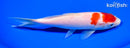 7.25" KOHAKU