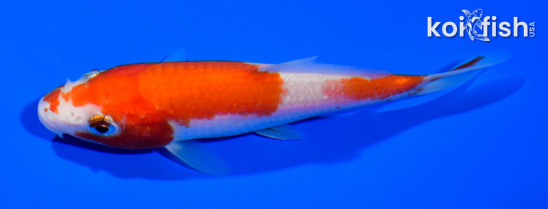 4.75" KOHAKU