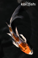 5.5" BENI KIKOKURYU BUTTERFLY