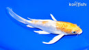7" GINRIN LEMON HARIWAKE BUTTERFLY