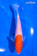 5.5" KOHAKU