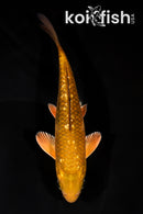 6.75" GINRIN CHAGOI