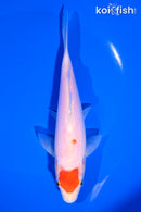 6.75" MARUTEN KOHAKU