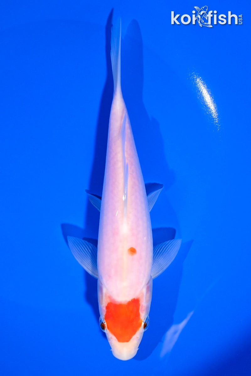 6.75" MARUTEN KOHAKU