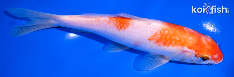 7.25" KOHAKU