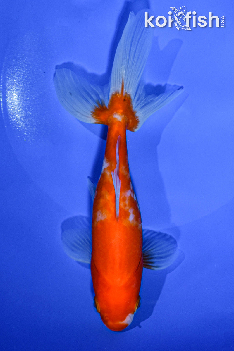 6.25" WAKIN GOLDFISH