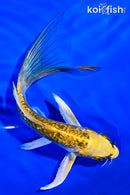 6" GINRIN KUJAKU BUTTERFLY