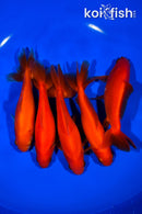 PACK OF (5) 5-5.25" WAKIN GOLDFISH