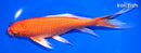 7.75" ORENJI OGON BUTTERFLY