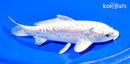 6.5" DOITSU PLATINUM OGON