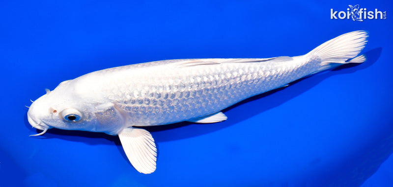 11" GINRIN PLATINUM OGON