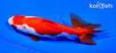 5" SARASA WAKIN GOLDFISH