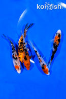 PACK OF (5) 4-5" STANDARD KOI